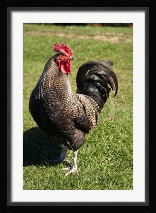 Framed Wild Chicken, Farm animal, Port Chalmers, New Zealand Print