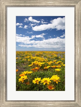 Framed Wildflowers, Marine Parade, Napier Waterfront, Hawkes Bay, North Island, New Zealand Print