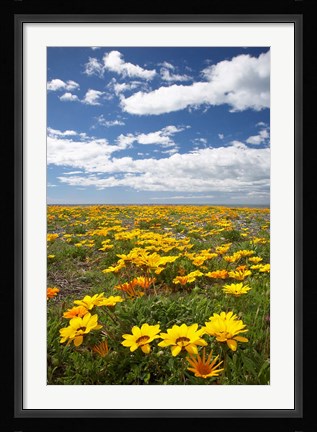 Framed Wildflowers, Marine Parade, Napier Waterfront, Hawkes Bay, North Island, New Zealand Print
