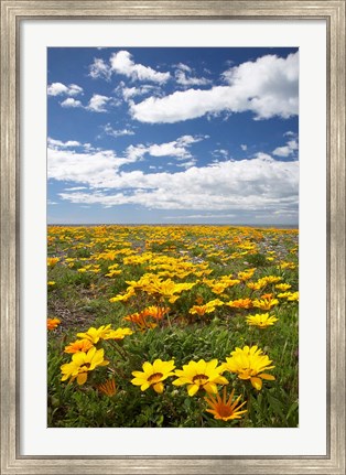 Framed Wildflowers, Marine Parade, Napier Waterfront, Hawkes Bay, North Island, New Zealand Print