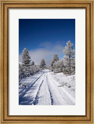 Framed Winter Pine Trees, Cambrians, South Island, New Zealand Print