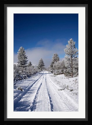 Framed Winter Pine Trees, Cambrians, South Island, New Zealand Print