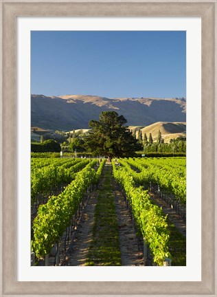 Framed Wooing Tree Vineyard, Cromwell, Central Otago, South Island, New Zealand Print