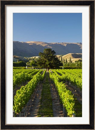 Framed Wooing Tree Vineyard, Cromwell, Central Otago, South Island, New Zealand Print