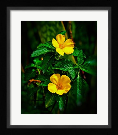 Framed Yellow alder, Falmouth Harbor, Antigua, British West Indies Print