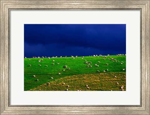 Framed New Zealand, South Island, sheep grazing, farm animal Print