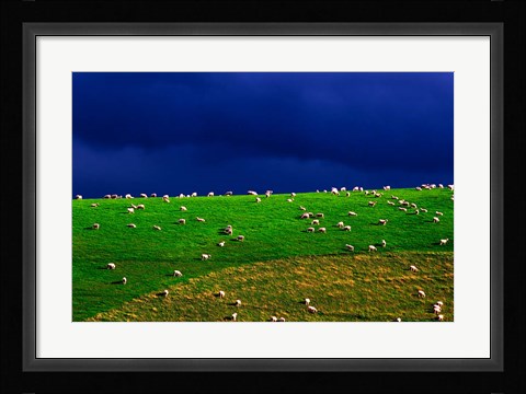 Framed New Zealand, South Island, sheep grazing, farm animal Print
