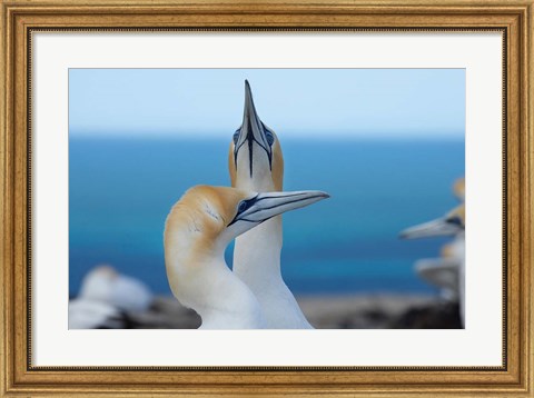 Framed Australasian Gannet birds, Hawkes Bay, New Zealand Print