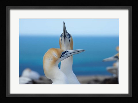 Framed Australasian Gannet birds, Hawkes Bay, New Zealand Print