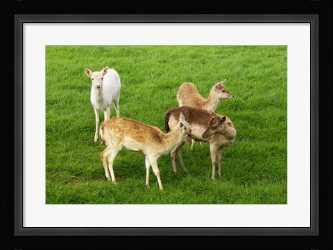 Framed New Zealand, South Island, Karamea, Fawn, Deer Print