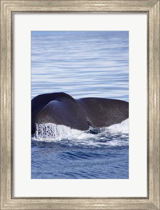 Framed Sperm Whale, Kaikoura, Marlborough, South Island, New Zealand Print