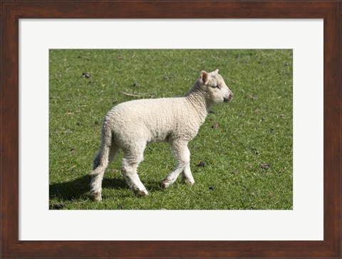Framed Spring lamb, Dunedin, Otago, South Island, New Zealand Print