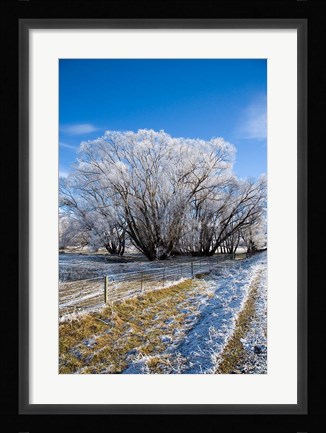 Framed Hoar Frost, Oturehua, South Island, New Zealand Print