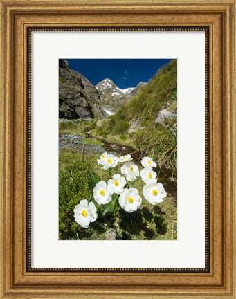 Framed New Zealand Arthurs Pass, Mountain buttercup flower Print