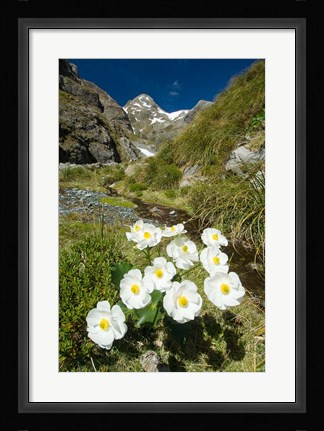 Framed New Zealand Arthurs Pass, Mountain buttercup flower Print