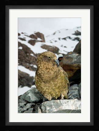 Framed New Zealand, South Island, Arrowsmith, Kea bird up close Print