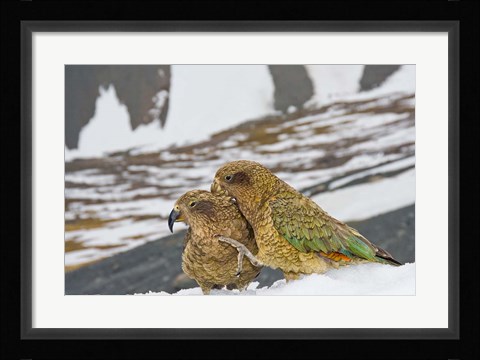 Framed New Zealand, South Island, Arrowsmith, Kea birds Print