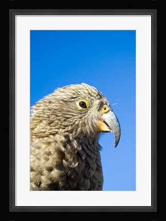 Framed Close up of Kea Bird, Arthurs Pass NP, South Island, New Zealand Print