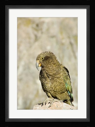 Framed New Zealand, South Island, Arthurs Pass NP, Kea Print
