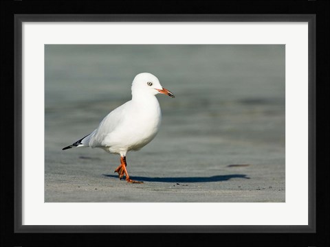 Framed Karamea Redbilled, South Island, Gull New Zealand Print