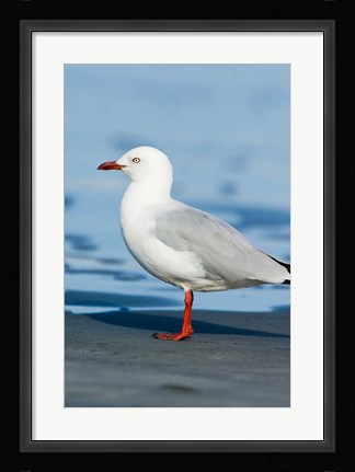 Framed New Zealand, South Island, Karamea Redbilled Gull Print