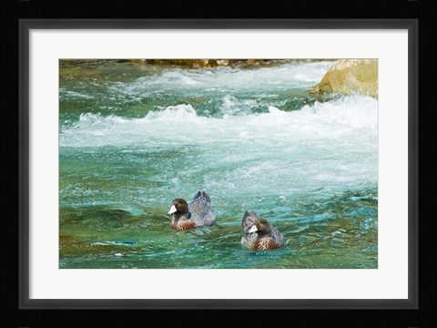 Framed New Zealand, South Island, Kelly Creek Blue Duck Print
