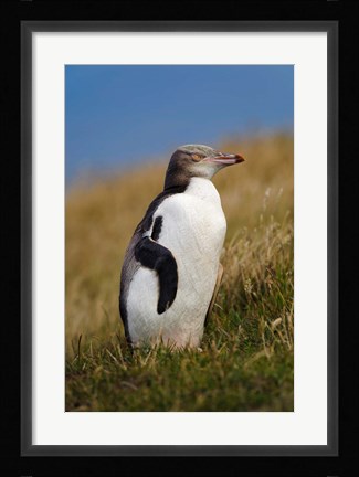 Framed New Zealand, Katiki Point, Yellow-eyed Penguin Print