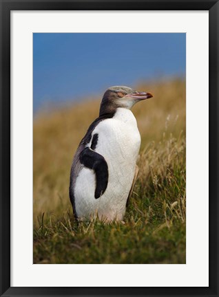 Framed New Zealand, Katiki Point, Yellow-eyed Penguin Print