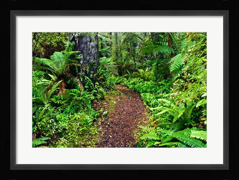 Framed New Zealand, Otago, Old Coach Walking Path, Forest Print