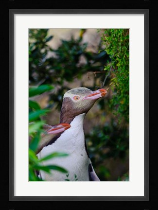 Framed New Zealand, South Isl, Otago, Yellow-eyed penguin Print