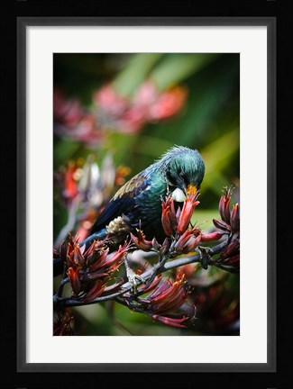Framed Tui bird, New Zealand Print