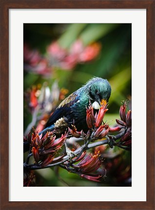 Framed Tui bird, New Zealand Print
