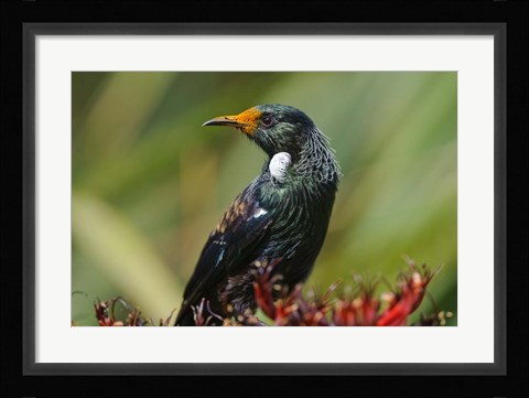 Framed New Zealand, Stewart Island, Halfmoon Bay, Tui bird Print