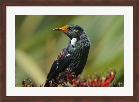 Framed New Zealand, Stewart Island, Halfmoon Bay, Tui bird Print