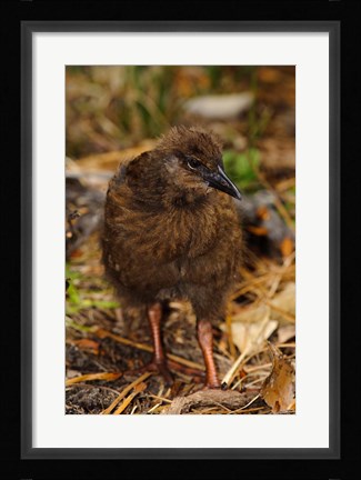 Framed New Zealand, Stewart Island, Ulva Island, Weka bird Print