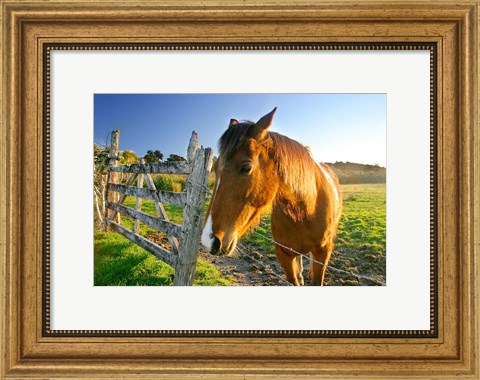 Framed New Zealand, South Island, Horse ranch, farm animal Print
