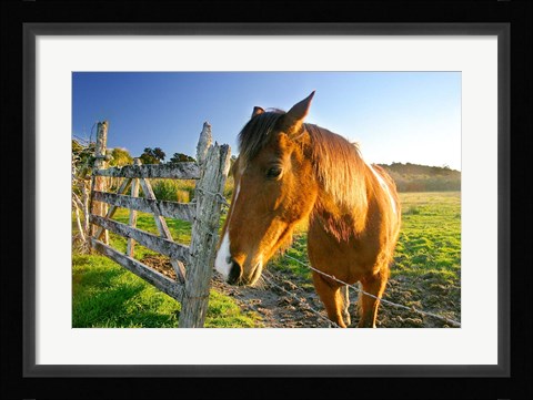Framed New Zealand, South Island, Horse ranch, farm animal Print