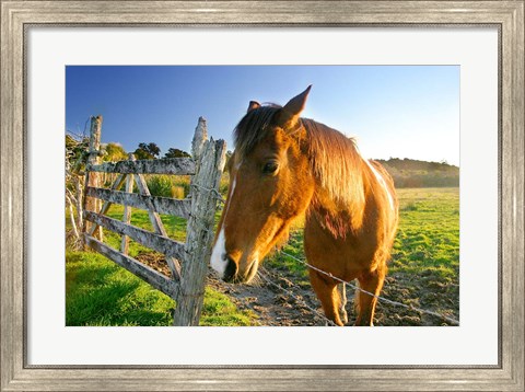 Framed New Zealand, South Island, Horse ranch, farm animal Print