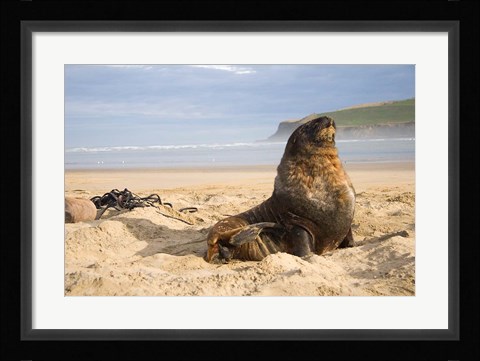 Framed Sea lions on beach, Catlins, New Zealand Print
