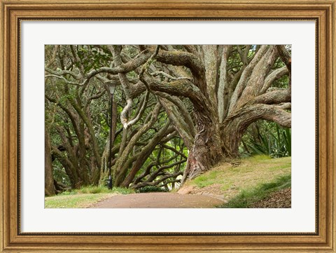 Framed Trees, Central Park, Auckland, New Zealand Print