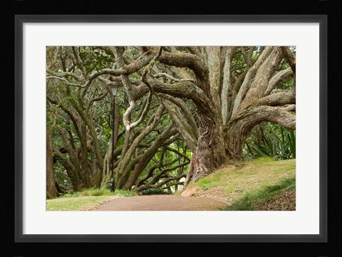 Framed Trees, Central Park, Auckland, New Zealand Print
