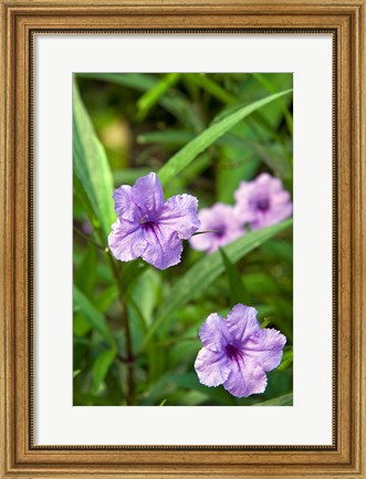 Framed Flowers, Antigua, West Indies, Caribbean Print