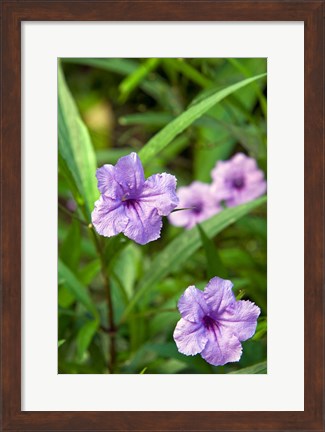 Framed Flowers, Antigua, West Indies, Caribbean Print
