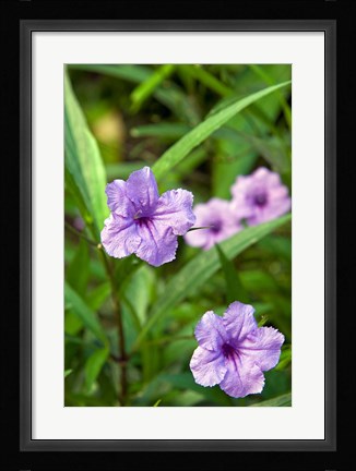 Framed Flowers, Antigua, West Indies, Caribbean Print