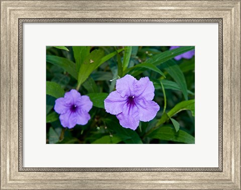 Framed Purple Flowers, Antigua, West Indies, Caribbean Print