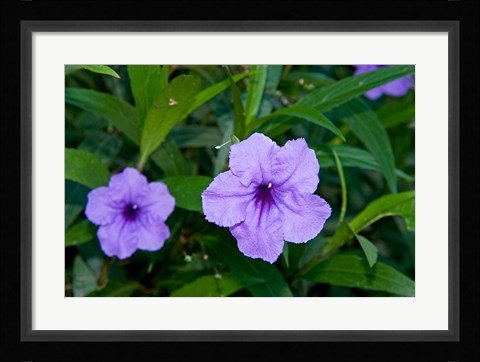 Framed Purple Flowers, Antigua, West Indies, Caribbean Print