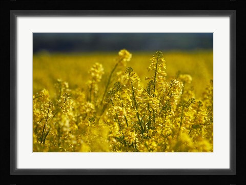 Framed Rapeseed Agriculture, South Canterbury, New Zealand Print