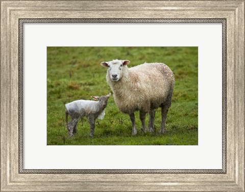 Framed Sheep and lamb, Taieri Plains, Otago, New Zealand Print