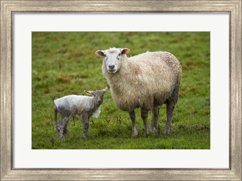 Framed Sheep and lamb, Taieri Plains, Otago, New Zealand Print