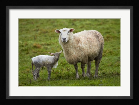 Framed Sheep and lamb, Taieri Plains, Otago, New Zealand Print
